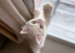 Seni ticējumi un zīmes par 8. decembri: ko patiesībā nozīmē, ja šīs dienas rītā satiekat baltu kaķi