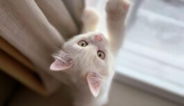 Seni ticējumi un zīmes par 8. decembri: ko patiesībā nozīmē, ja šīs dienas rītā satiekat baltu kaķi Seni ticējumi un zīmes par 8. decembri: ko patiesībā nozīmē, ja šīs dienas rītā satiekat baltu kaķi