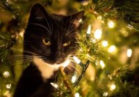 Kaķis pret Ziemassvētku egli: efektīvi veidi, kā pasargāt savu kociņu no pūkainā huligāna (+ VIDEO) Kaķis pret Ziemassvētku egli: efektīvi veidi, kā pasargāt savu kociņu no pūkainā huligāna (+ VIDEO)