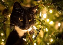 Kaķis pret Ziemassvētku egli: efektīvi veidi, kā pasargāt savu kociņu no pūkainā huligāna (+ VIDEO)