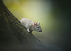 Žurkas dārzu apies ar līkumu, ja ārā noliksi vienu vienkāršu virtuves sastāvdaļu