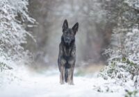 Kuram veiksies 2026. gada pirmajās janvāra dienās: noskaidrojam veiksmīgākās zodiaka zīmes