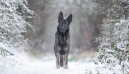 Kuram veiksies 2026. gada pirmajās janvāra dienās: noskaidrojam veiksmīgākās zodiaka zīmes Kuram veiksies 2026. gada pirmajās janvāra dienās: noskaidrojam veiksmīgākās zodiaka zīmes