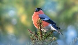 Gaidāmi jauni rekordi! Meteorologs Toms Bricis paziņo jaunākās prognozes nedēļai no 8. līdz 14. decembrim