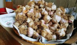 Kāpēc ķiploki ziemā slikti glabājas: instrukcija bez ūdens un mītiem Kāpēc ķiploki ziemā slikti glabājas: instrukcija bez ūdens un mītiem