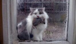 Kad kaķis atnes mājās peli, tā nav dāvana: Patiesais iemesls liek uz savu mīluli paskatīties citādi