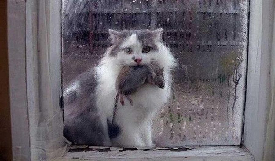 Kad kaķis atnes mājās peli, tā nav dāvana: Patiesais iemesls liek uz savu mīluli paskatīties citādi