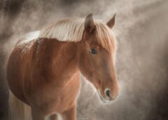 Kā izvairīties no nonākšanas Uguns zirga neveiksmju sarakstā, lai 2026. gadā sev neradītu problēmas