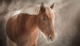 Kā izvairīties no nonākšanas Uguns zirga neveiksmju sarakstā, lai 2026. gadā sev neradītu problēmas