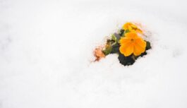 Jaunais gads nesīs sniegu — un kas pēc tam? Sinoptiķi atklāj janvāra prognozi