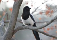 Ticējumi 11. decembrī: ko šajā dienā drīkst un ko nedrīkst darīt Ticējumi 11. decembrī: ko šajā dienā drīkst un ko nedrīkst darīt