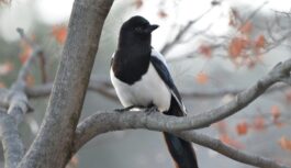 Ticējumi 11. decembrī: ko šajā dienā drīkst un ko nedrīkst darīt Ticējumi 11. decembrī: ko šajā dienā drīkst un ko nedrīkst darīt