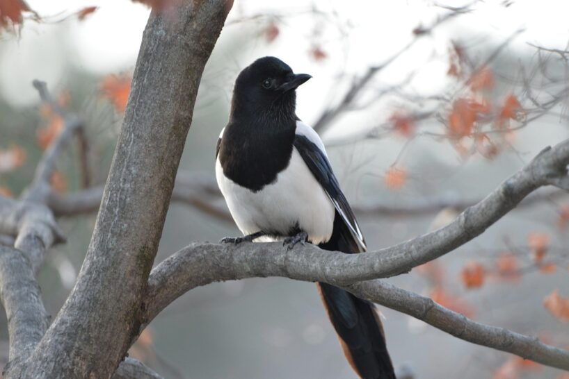 Ticējumi 11. decembrī: ko šajā dienā drīkst un ko nedrīkst darīt