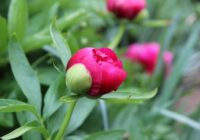 10 brīnišķīgi daudzgadīgie augi, kas katru gadu atgriežas spēcīgāki, radot dārza skaistumu bez pūlēm