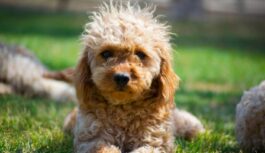 Pasaules sīkākie dārgakmeņi: iepazīsti 5 suņu šķirnes, kas sver mazāk par kaķi Pasaules sīkākie dārgakmeņi: iepazīsti 5 suņu šķirnes, kas sver mazāk par kaķi