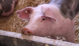 Āfrikas cūku mēra uzliesmojums Augšdaugavas novadā: rīcība un ierobežojumi Āfrikas cūku mēra uzliesmojums Augšdaugavas novadā: rīcība un ierobežojumi