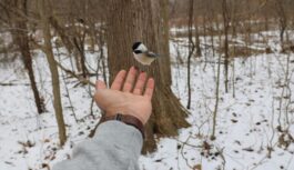 Dabas pētnieks Ilmārs Tīrmanis brīdina latviešus: ”Ja sākāt, tad nedrīkst to pārtraukt līdz pat pavasarim” Dabas pētnieks Ilmārs Tīrmanis brīdina latviešus: ”Ja sākāt, tad nedrīkst to pārtraukt līdz pat pavasarim”
