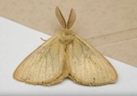 Kā uz visiem laikiem atbrīvoties no kodēm: pietiek ar viena auga saišķīti skapī