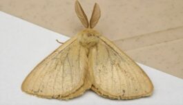 Kā uz visiem laikiem atbrīvoties no kodēm: pietiek ar viena auga saišķīti skapī