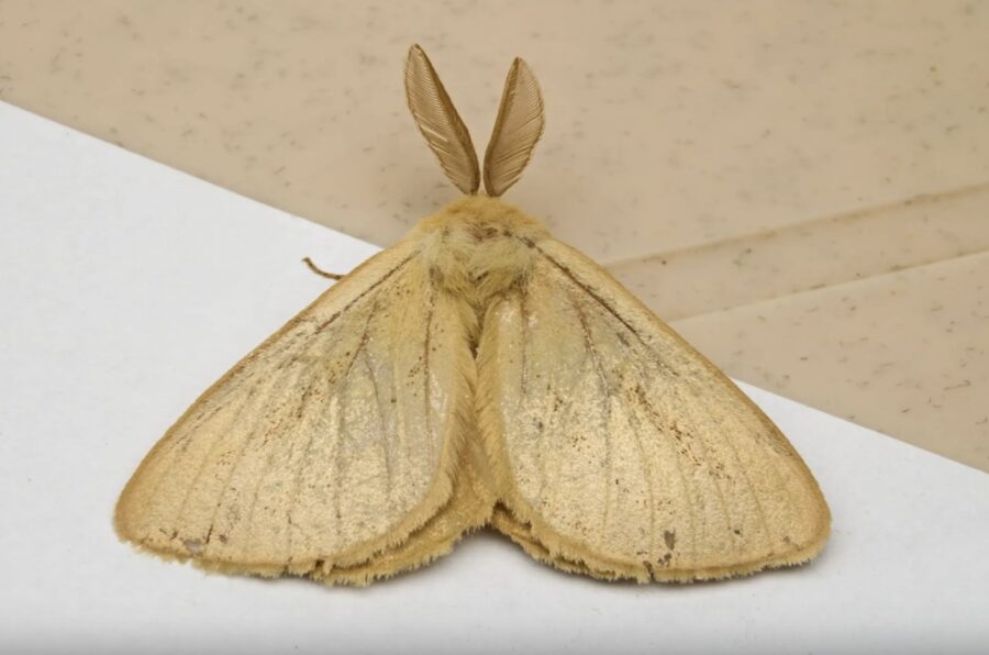 Kā uz visiem laikiem atbrīvoties no kodēm: pietiek ar viena auga saišķīti skapī