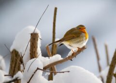 Stiprs sals vai atgriezies rudens: meteorologs Toms Bricis paziņo, kādi laika apstākļi Latvijā būs līdz 10. decembrim