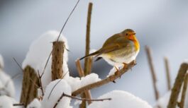 Stiprs sals vai atgriezies rudens: meteorologs Toms Bricis paziņo, kādi laika apstākļi Latvijā būs līdz 10. decembrim Stiprs sals vai atgriezies rudens: meteorologs Toms Bricis paziņo, kādi laika apstākļi Latvijā būs līdz 10. decembrim