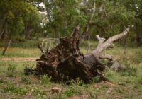 Dienesti lūdz iedzīvotājiem nedoties uz parkiem un kapsētām: bīstamība galvenokārt šajā Latvijas pilsētā