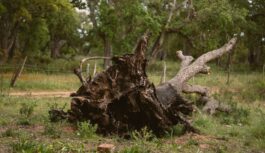 Dienesti lūdz iedzīvotājiem nedoties uz parkiem un kapsētām: bīstamība galvenokārt šajā Latvijas pilsētā