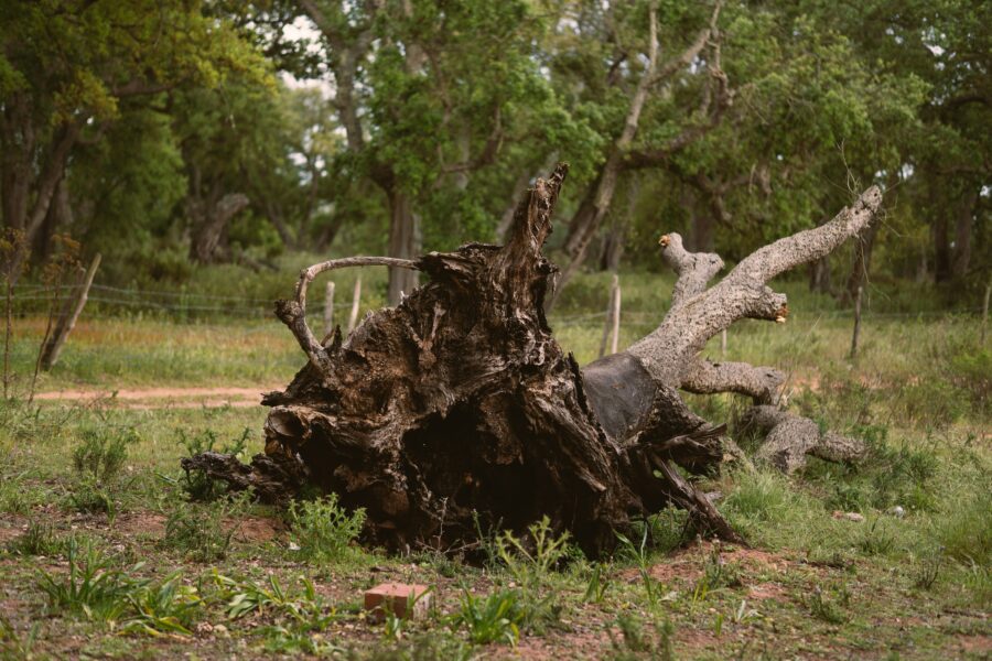 Dienesti lūdz iedzīvotājiem nedoties uz parkiem un kapsētām: bīstamība galvenokārt šajā Latvijas pilsētā