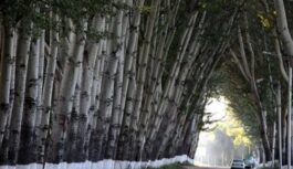 Kāpēc PSRS laikā visur stādīja papeles un kādas sekas tas radīja