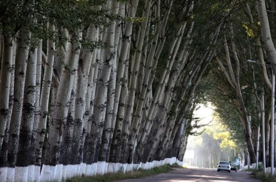 Kāpēc PSRS laikā visur stādīja papeles un kādas sekas tas radīja