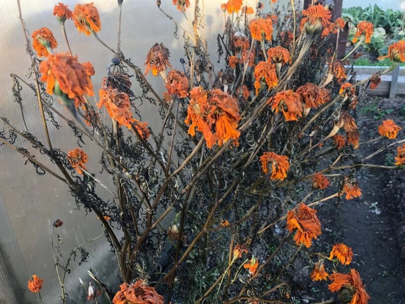 Samtenes ziemas miegā: kāpēc tās vairs nedrīkst izraut pēc pirmajām salnām (ziemas dārzkopja noslēpums)