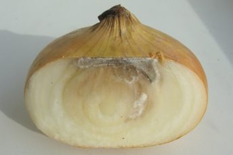 Sīpols pūst no iekšpuses, lai gan no ārpuses izskatās vesels: kāpēc tā notiek un kā rīkoties