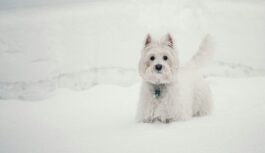 Latvijas Veterinārārsti ceļ trauksmi kaķu un suņu īpašniekiem: ”Šīs 5 lietas obligāti jāizdara to īpašniekiem decembrī”