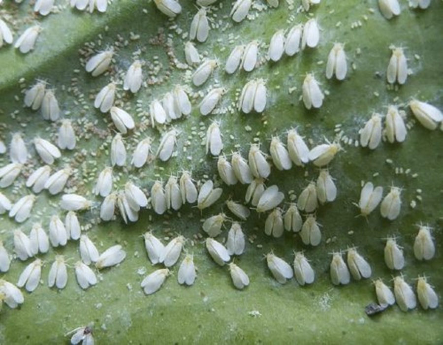 Kā uz visiem laikiem atbrīvoties no baltblusiņām par kapeikām: vienkārša metode mājai un siltumnīcai