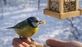 Gribam palīdzēt, bet sanāk pretēji: lielākā kļūda, ko pieļauj gandrīz visi, barojot putnus ziemā