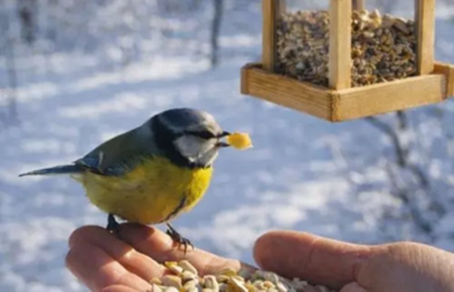 Gribam palīdzēt, bet sanāk pretēji: lielākā kļūda, ko pieļauj gandrīz visi, barojot putnus ziemā