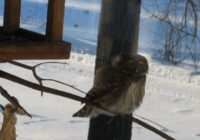 Gada putns 2026 – apodziņš: drosmīgais mednieks, kuram sāk pietrūkt māju