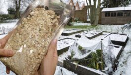 Pārbaudīju, vai tiešām auzu pārslu paka aizstāj 25 kilogramus kūtsmēslu- augsne vairs nekad nebūs tāda kā agrāk Pārbaudīju, vai tiešām auzu pārslu paka aizstāj 25 kilogramus kūtsmēslu- augsne vairs nekad nebūs tāda kā agrāk