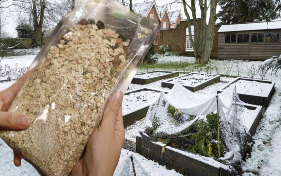 Pārbaudīju, vai tiešām auzu pārslu paka aizstāj 25 kilogramus kūtsmēslu- augsne vairs nekad nebūs tāda kā agrāk