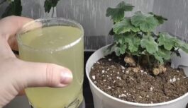 Janvārī leju tieši pie saknēm — un ģerānija pārklāsies ar kuplu ziedu “cepuri”: gatavoju pelargoniju pavasara ziedēšanai Janvārī leju tieši pie saknēm — un ģerānija pārklāsies ar kuplu ziedu “cepuri”: gatavoju pelargoniju pavasara ziedēšanai