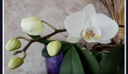 Kas notiks, ja aplaistīsi orhideju ar rīsu ūdeni: paņēmiens, pēc kura tā zied trīsreiz gadā