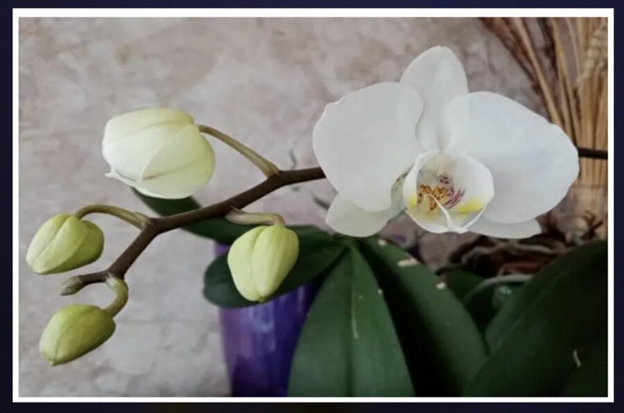 Kas notiks, ja aplaistīsi orhideju ar rīsu ūdeni: paņēmiens, pēc kura tā zied trīsreiz gadā