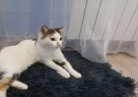 Kaķa skatiens tukšumā: iemesli, kāpēc dzīvnieks pēkšņi sastingst un koncentrējas uz mums neredzamām lietām