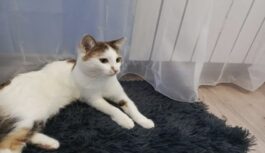 Kaķa skatiens tukšumā: iemesli, kāpēc dzīvnieks pēkšņi sastingst un koncentrējas uz mums neredzamām lietām