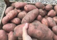 Kolorādo vaboļu dārzā nav jau gadiem: ko vērts ielikt bedrītē kartupeļu stādīšanas laikā