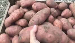 Kolorādo vaboļu dārzā nav jau gadiem: ko vērts ielikt bedrītē kartupeļu stādīšanas laikā