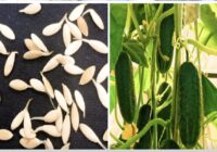 Atrasta leģendāra gurķu šķirne: ražo griezdamās pat ēnā un vēsos laikapstākļos