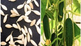 Atrasta leģendāra gurķu šķirne: ražo griezdamās pat ēnā un vēsos laikapstākļos Atrasta leģendāra gurķu šķirne: ražo griezdamās pat ēnā un vēsos laikapstākļos