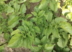 Kāpēc agronomu ieteiktais kartupeļu stādīšanas veids pārspēj tradicionālo: raža būs mērāma tonnās